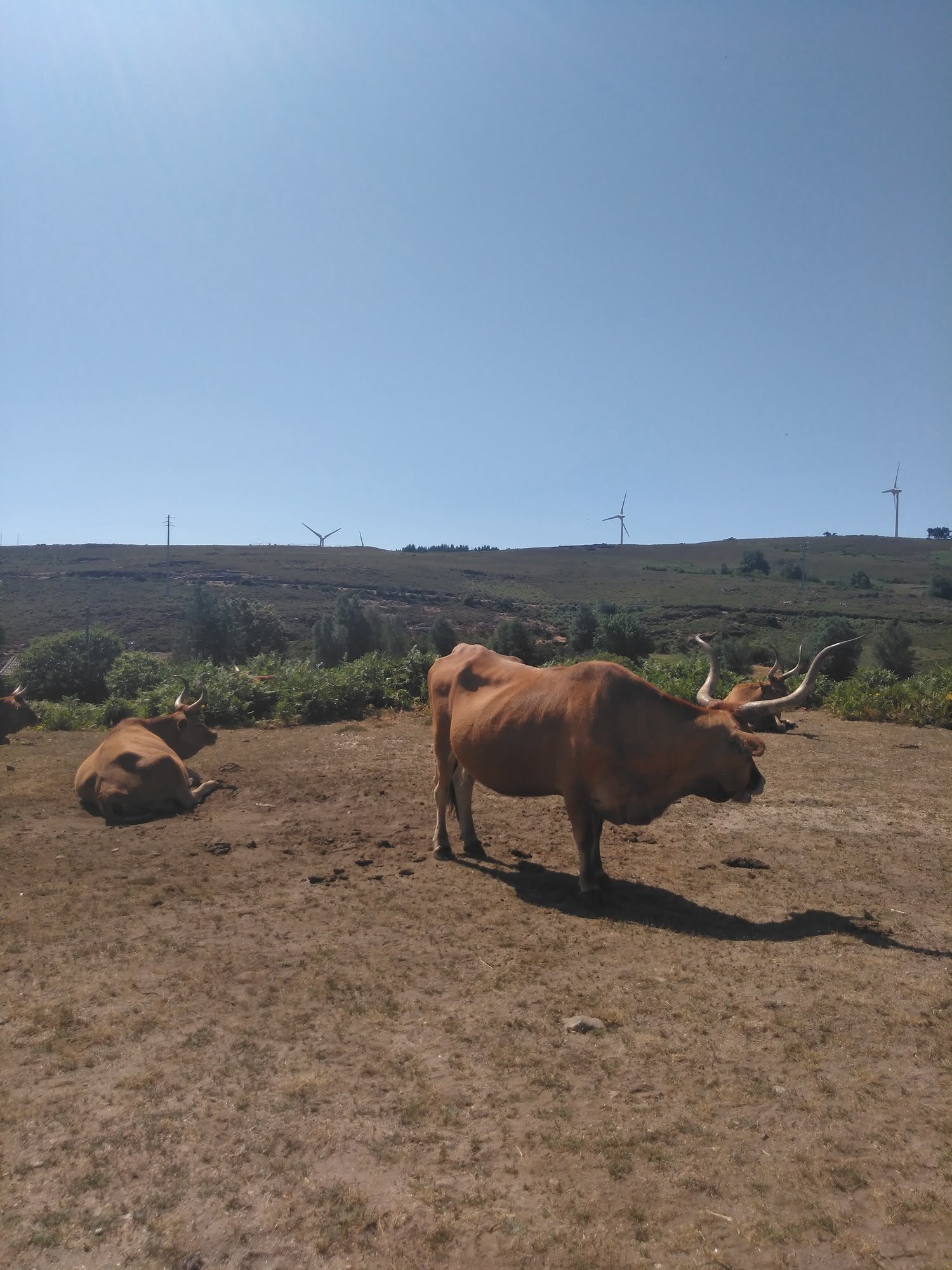 Animais Gerês