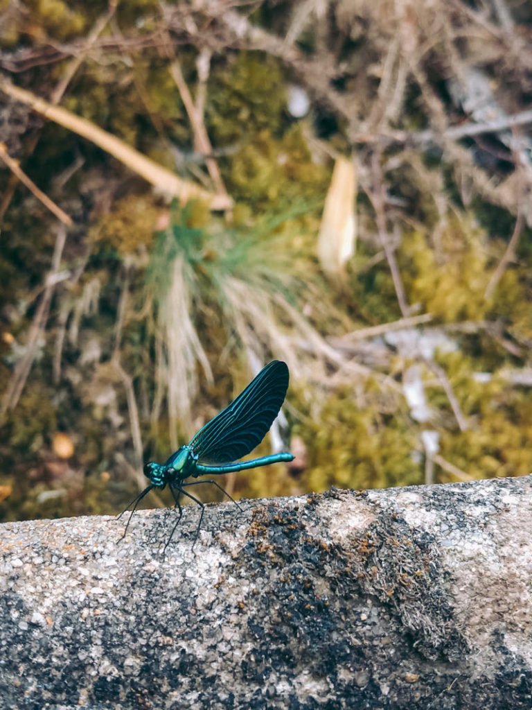 libelinha vale de cambra