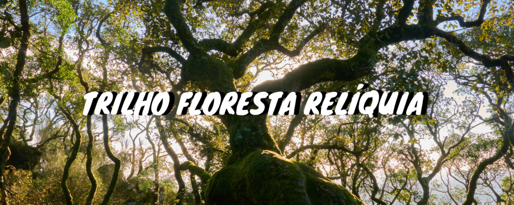 Header Floresta Relíquia