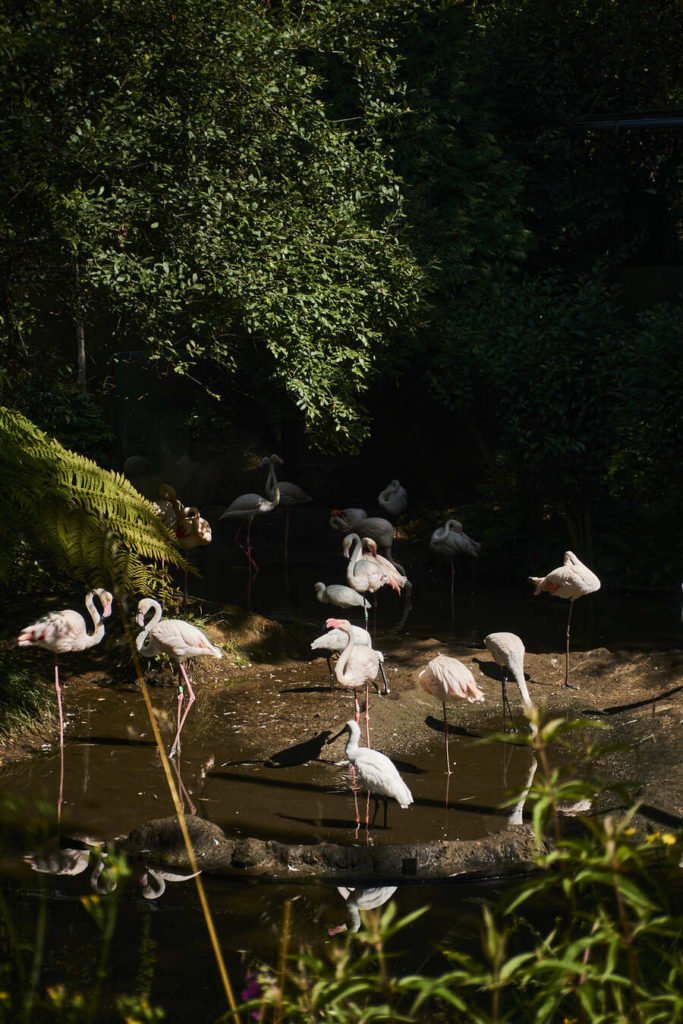 Flamingos