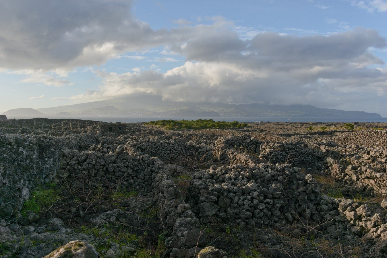 Vinha do Pico